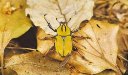 昆虫学者金皮爆料视频,昆虫世界的奥秘与奇观